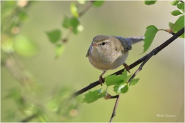 <p>BUDNÍČEK VĚTŠÍ (Phylloscopus trochilus) - Rychnov u Jbc. n. N. ---- /Willow warbler – Fitis/</p>